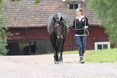 Brad de Veluwen on alustavasti sovittu palaavan ensi kaudeksi Ordenojan oriasemalle Pöytyälle.