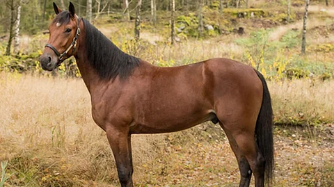 8395 euroa tienannut ja ennätyksen 15,6ake omaava Cameron Wake hakee Vermossa jatkoa voittoputkelleen.