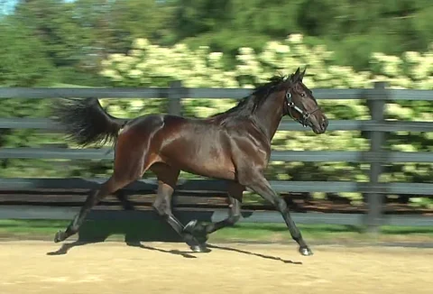 Walnerin tyttären Exilen tyylinäyte huutokauppavideolta. Bestdamnedhorsevideos.com