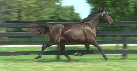 Velociraptor teki reippaita spurtteja ja nopeita käännöksiä huutokauppavideolla.