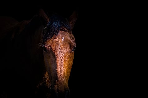 Sen, mikä kannattaa, eläin joko tietää synnynnäisesti tai opitusti, evoluution seurauksena aina kuitenkin lajilleen tyypillisesti.