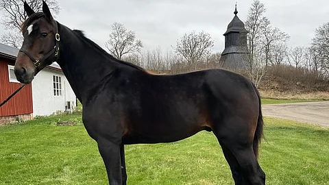 Bolt Kronos.
