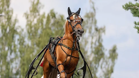 Hissun Feeniks yrittää jälleen voittoa Kirppu-ajossa.