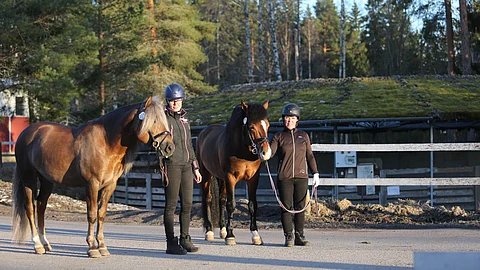 Kultsin Kunkku ja Kallion Ruuti ovat tallikavereita. 