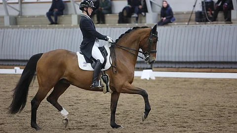 Ville Vaurio ja Dante, kotimaan tämänhetkinen ykkösratsukko, ja tuoreet hallimestarit,  mielivät kansainvälisille areenoille. Suoraan sanottuna Pariisiin. 