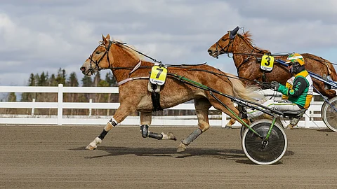 Teemu Okkolinin huipputamma Hentun Liisa menehtyi maaliintulon jälkeen.
