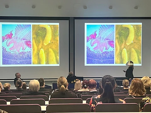 ELL, tarttuvien eläintautien erikoiseläinlääkäri Katja Hautala väitteli perjantaina Viikissä hevosten sisäloisista. Professori Johan Höglund Ruotsin maatalousyliopistollta toimi vastaväittäjänä ja Antti Sukura kustoksena. Kuvassa näkyy hevosen heisimato ja sinisessä kuvassa on sen pää suurennettuna.  