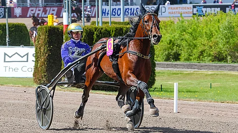 San Moteur juoksee sunnuntaina Vincennesissä uusilla kärryillä. Ne ovat varuste, jolla yritetään lyödä ranskalaiset.