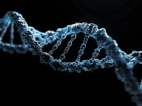 Geenisaksilla on muokattu poolohevosten DNA:ta. 