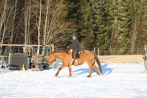 Katariina Cozmei ja quarterruuna, joka ei pidä kuolaimista.  Niinpä sillä  mennään ilman. 