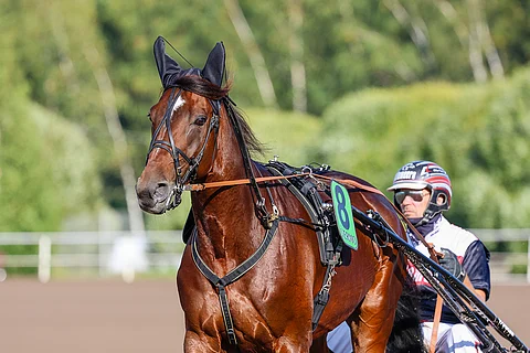 Massimo Hoist on Seinäjoki Racen suurin suomalaistoivo. Hevonen starttaa lauantaina Seinäjoki Racessa radalta viisi.