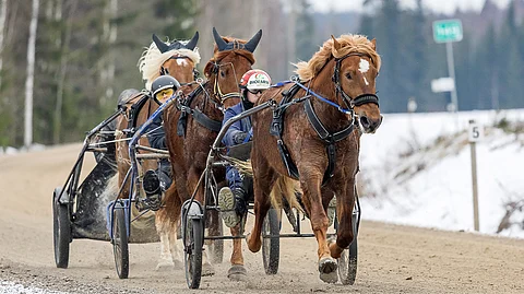 Tapio Perttusella on neljä ja Teemu Okkolinilla kuusi nelivuotiasta valmennuksessaan.