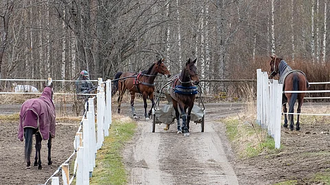 Hannu Korven hevosia treenilenkillä ja tarhassa.