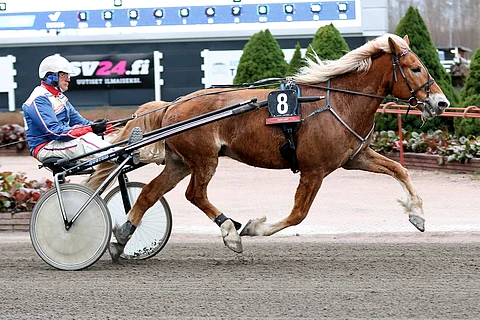Voima-Simo starttaa perjantaina Turussa Voimaeläincupin finaalissa.