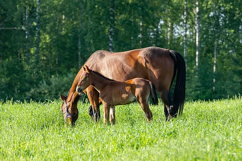 Yrittäjät kantavat huolta muun muassa varsojen kaupaksi  saamisesta. Kuvituskuva.