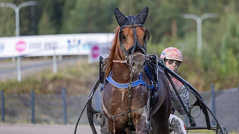 Alarik Huikea 