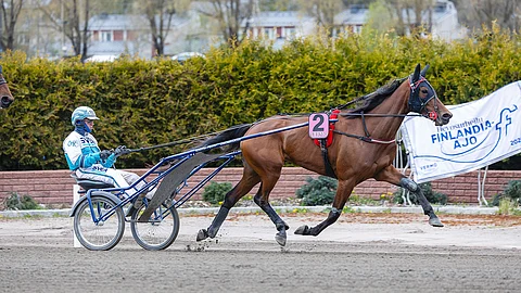 Örjan Kihlström lämmitti Ecstasyn huolellisesti Vermossa 4. toukokuuta, mutta startissa tuli laukka. Veli-Pekka Toivanen on löytänyt hevoselle parhaiten sopivan balanssin. 