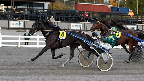 Miss White Gold rattaillaan Hannu Torvinen