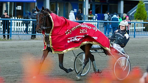 Shackhills Gambler vei syksyn klassikkokisan Kymenlaakso-ajon nimiinsä Tuukka Variksen ohjastamana.