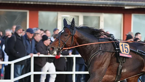 Massimo Hoist  St Leger 2025