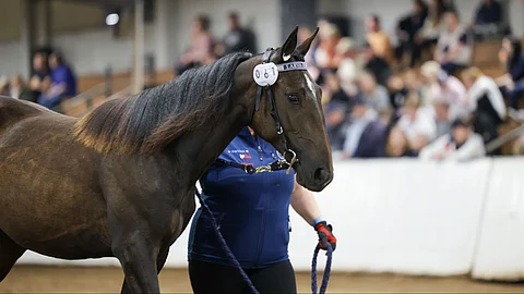 Nad Al Sheballa on kuusi vuonna 2024 syntynyttä jälkeläistä, joista Mustang Zally oli esillä huutokaupassa.