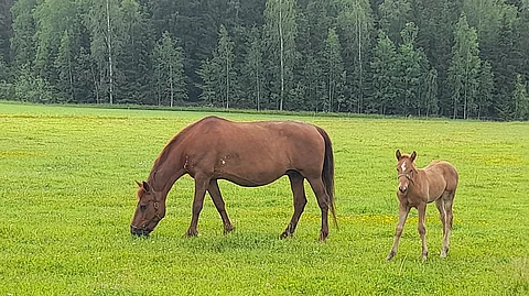 Visme ja Nauriskedon Virinä