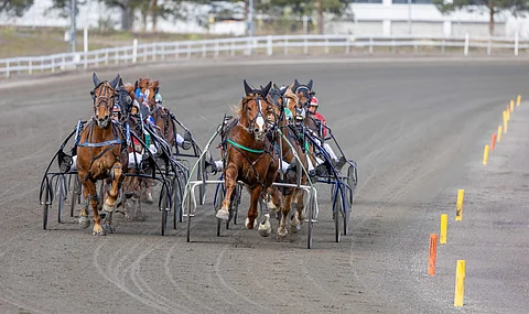 Tilastojen mukaan vajaa kylmäverilähtö perutaan jonkin verran todennäköisemmin kuin lämminverilähtö samalla hevosmäärällä. Vertailussa 
ei huomioitu lähetystapaa tai ikärajoituksia, joita oli molemmilla roduilla sekä perutuissa että ajetuissa lähdöissä.