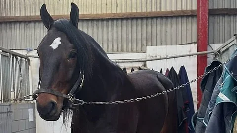 Nylund ostettu Suomeen