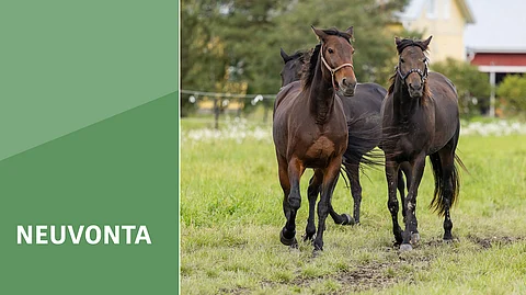 Vapaa liikkuminen on paras tapa ennaltaehkäistä lannehalvausta.