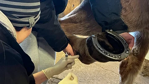 Tutkimukseen rekrytoidaan aikuisia potilashevosia, joilla on vuohisnivelvaivaa. Hevosen vaiva tulisi olla jatkunut jo pidemmän aikaa.