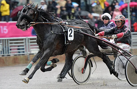 Sweden Cupin voittaja Ringostarr Treb halajaa kuulla Italian kansallislaulun Vermossa toukokuun kahdeksantena