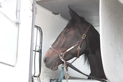 Roheryn on ravannut tällä kaudella Ruotsissa kolme voittoa ja 217 000 kruunua. Kuva: HU arkisto