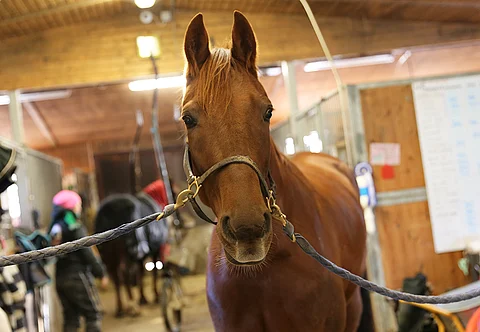 3-vuotias Elmino de la Fye muuttaa Ranskaan parin viikon kuluttua. Sen kaveriksi lähtee Maffioso Face, joka kilpaili Ranskassa kaksi vuotta sitten Talvimeetingin aikaan, Lutfi Kolgjinin tallista.