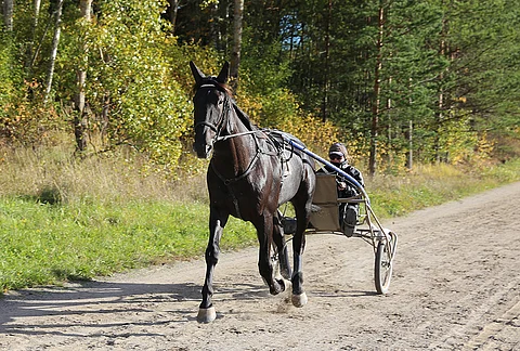 Lewis Ale hölkkäämässä kriteriumviikon tiistaina kotona Sipoon Söderkullassa. Kärryillä hoitaja Tiia Pihamaa.