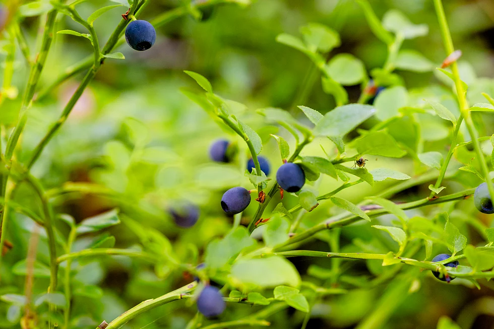 Kuvan metsämustikka oli terveen näköistä heinäkuun puolivälin tienoilla Ylistarossa. Tuhoutuneen mustikan tunnistaa parhaiten sen lehtien ruskeista läikistä.